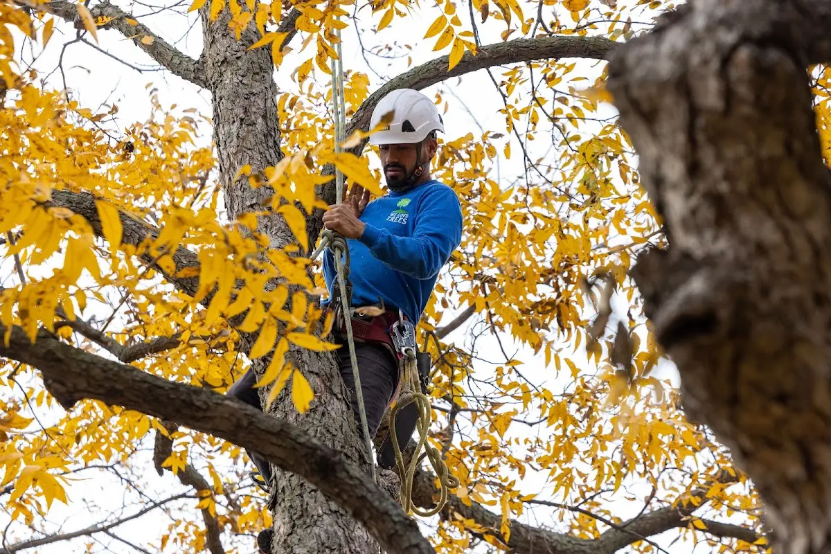 Skilled Tree Trimming crew working in Regina